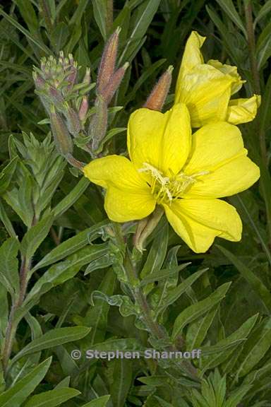 oenothera elata ssp hookeri 3 graphic